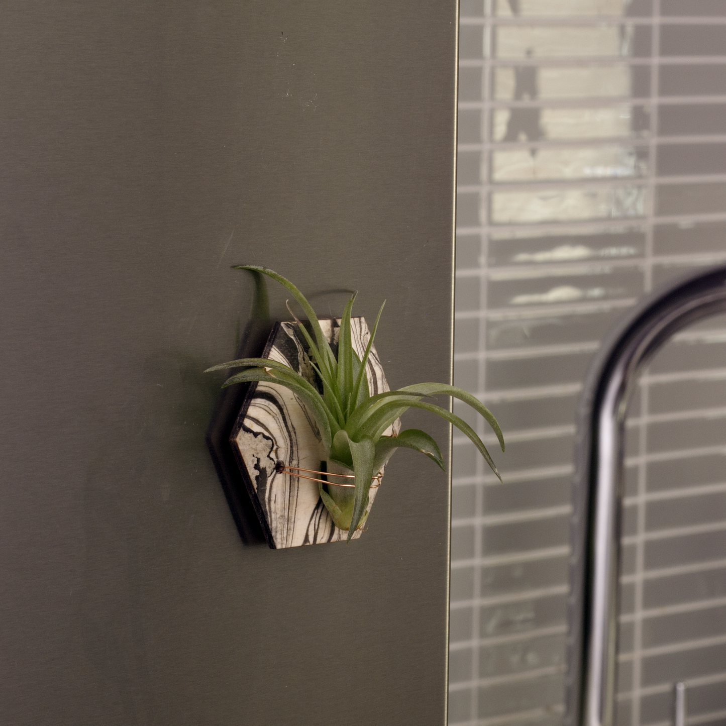 Marbled Air Plant Magnet Hexagon