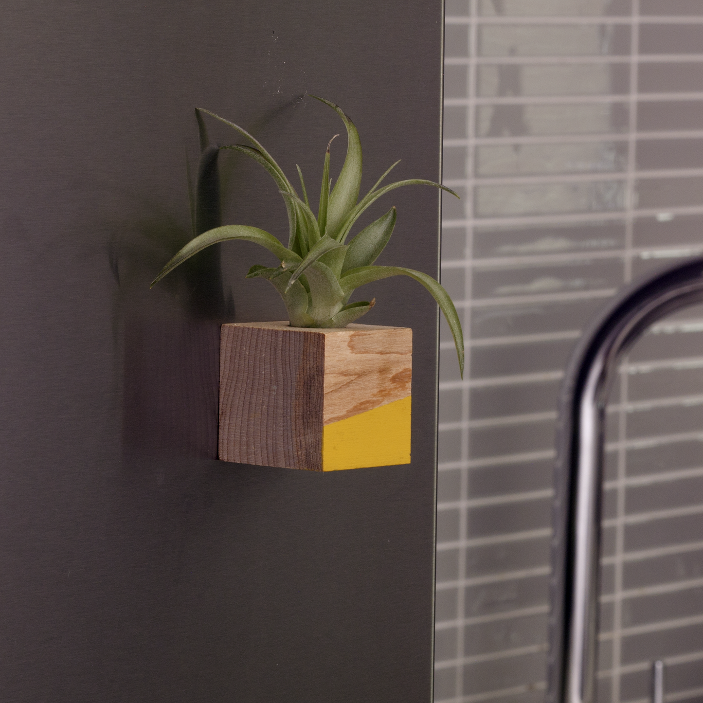 Cube Air Plant Magnet