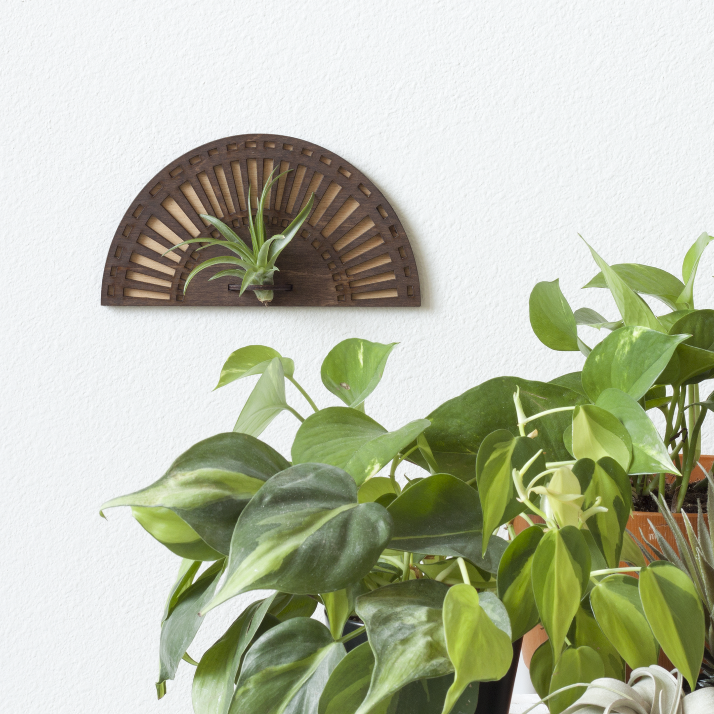 Sunrise Air Plant Wall Hanger