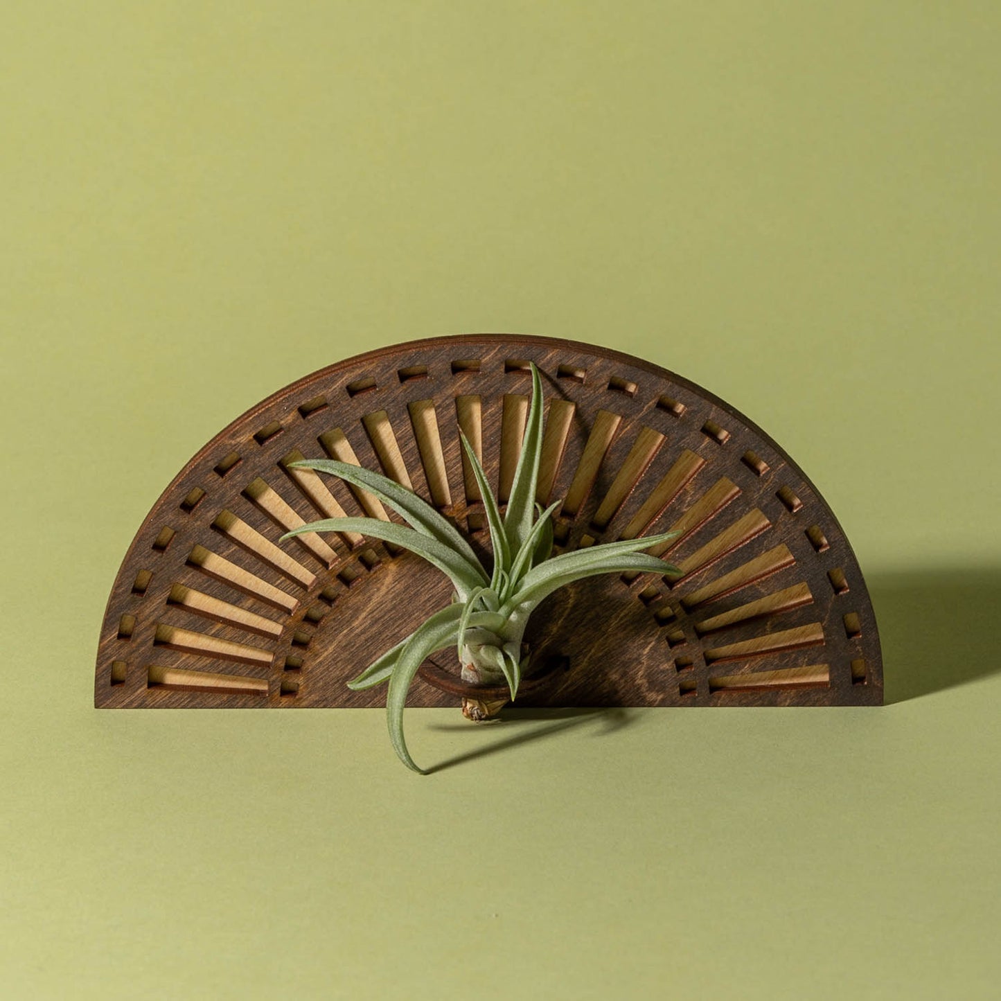 Sunrise Air Plant Wall Hanger