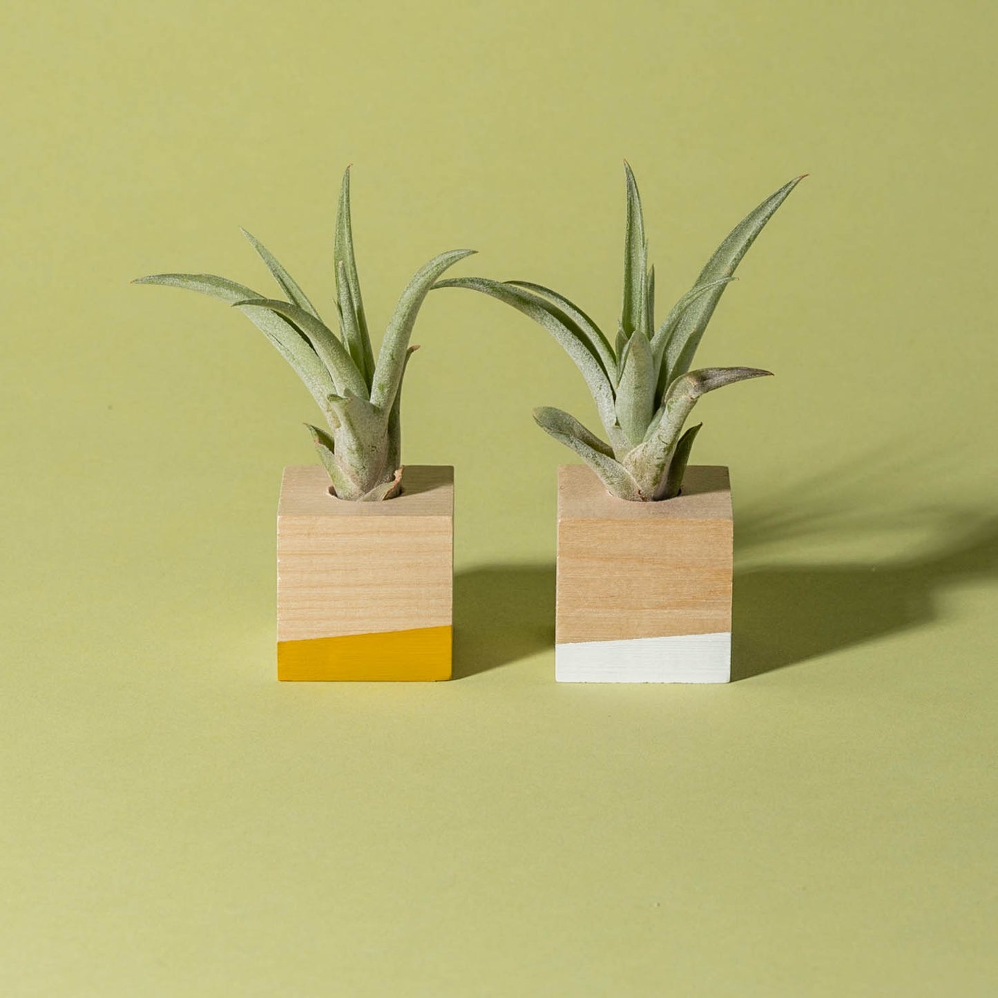 Cube Air Plant Magnet