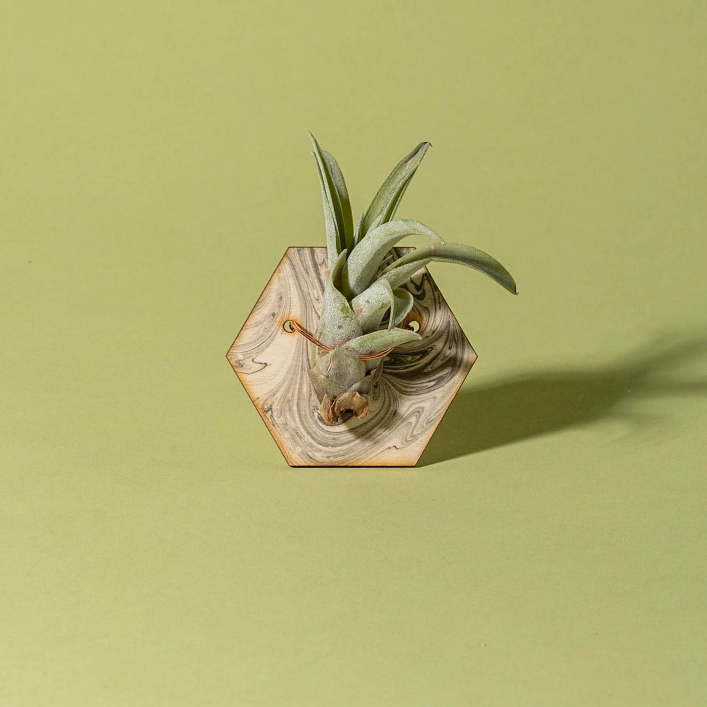 Marbled Air Plant Magnet Hexagon